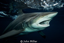 Black Tip Shark
 by John Miller 